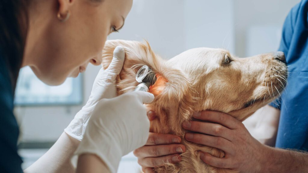 Young Female Veterinarian Examining the Ear of a Pet Golden Retriever with an Otoscope with a Flashlight. Dog Owner Brings His Furry Friend to a Modern Veterinary Clinic for a Check Up Visit